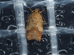Oligoloba severa