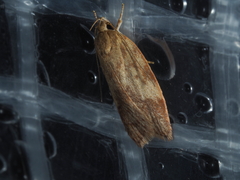 Oligoloba severa