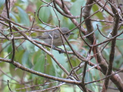 Vireo cassinii
