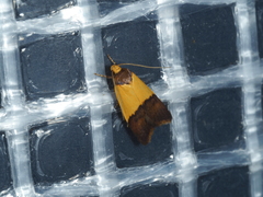 Heteroteucha dichroella