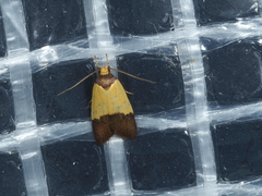 Heteroteucha dichroella