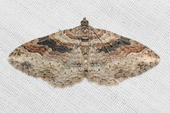 Costaconvexa centrostrigaria