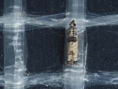 Spilonota constrictana