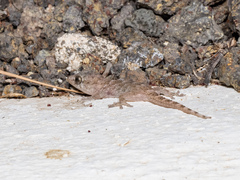Tarentola delalandii