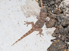 Tarentola delalandii