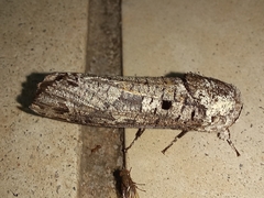 Spodoptera cosmioides