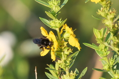 Bombus pauloensis