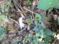 Browallia americana