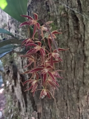 Macradenia multiflora