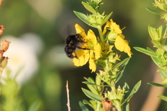Bombus pauloensis
