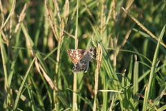Burnsius orcynoides