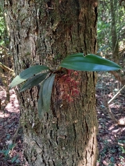 Macradenia multiflora