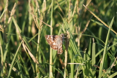 Burnsius orcynoides