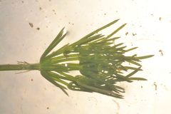 Lychnothamnus barbatus