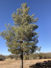 Pinus leiophylla