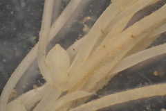 Lychnothamnus barbatus