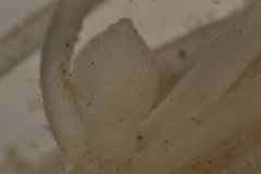 Lychnothamnus barbatus