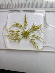 Lychnothamnus barbatus