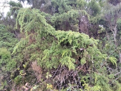 Juniperus brevifolia