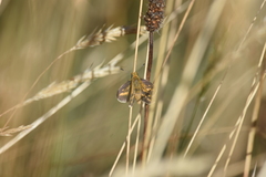 Taractrocera papyria