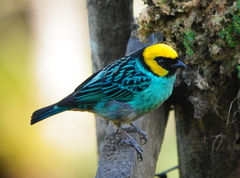 Tangara xanthocephala venusta