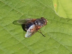 Calliphora dubia