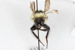 Bombus sandersoni