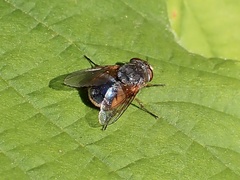 Calliphora dubia