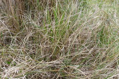 Carex flagellifera