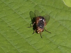 Calliphora dubia