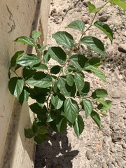 Celtis