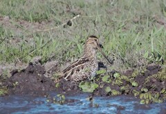 Gallinago paraguaiae