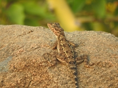 Psammophilus dorsalis