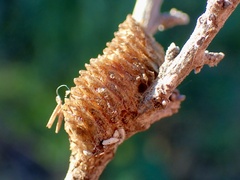 Orthodera