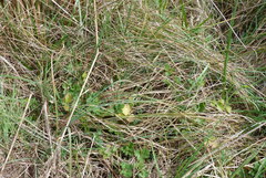 Carex flagellifera