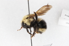 Bombus flavidus