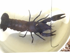 Samastacus spinifrons