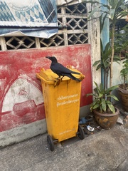 Corvus macrorhynchos levaillantii