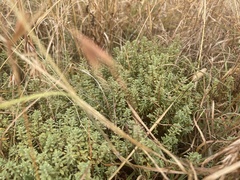 Pimelea spinescens