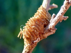 Orthodera