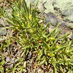Azorella