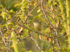 Iduna caligata