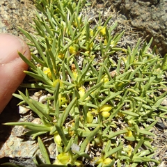 Azorella