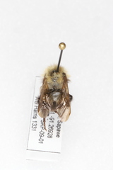 Bombus perplexus
