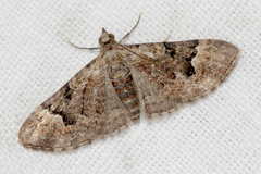 Mnesiloba eupitheciata