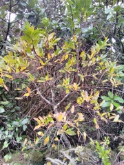 Vaccinium cylindraceum