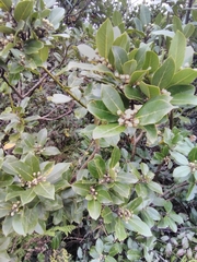 Laurus azorica