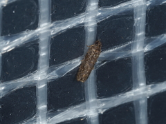 Cryptaspasma sordida