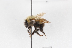 Bombus perplexus