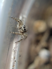 Mexigonus